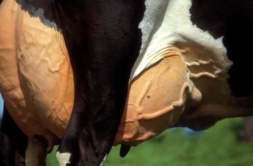Farm Images